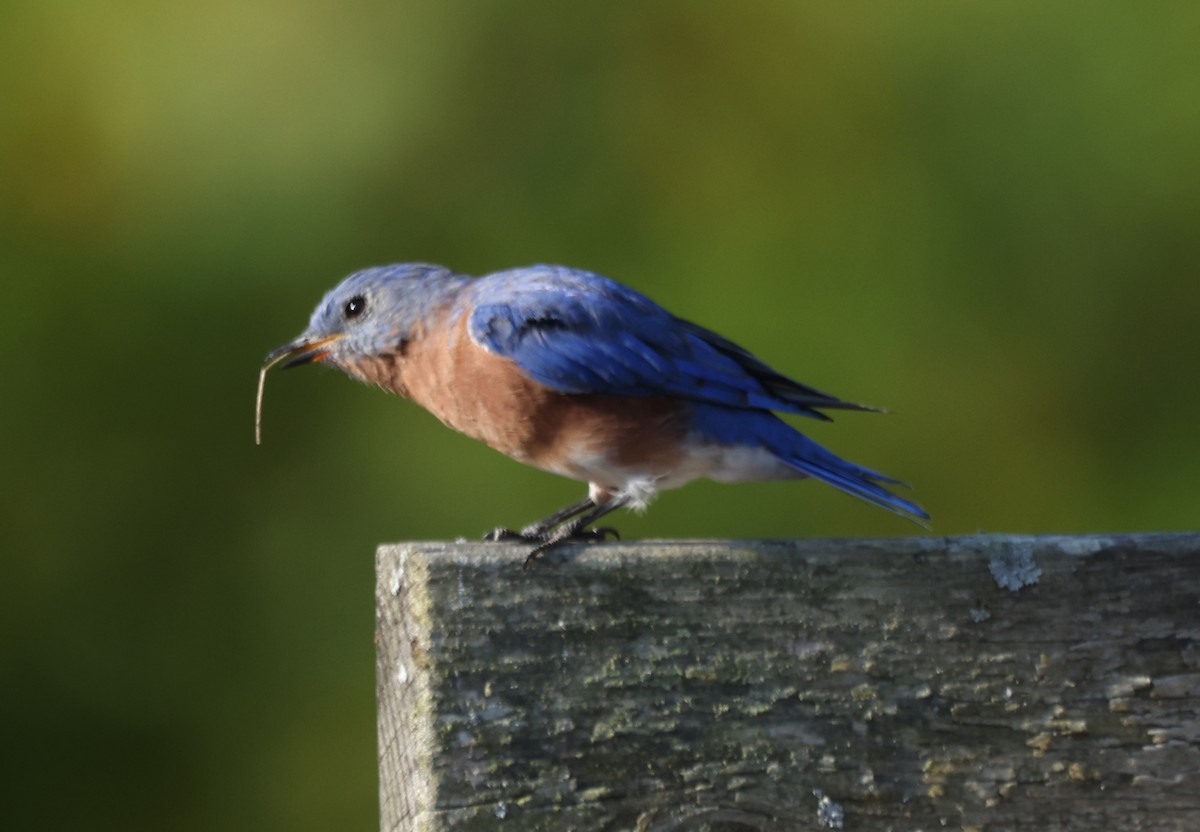 Eastern Bluebird - ML642137108