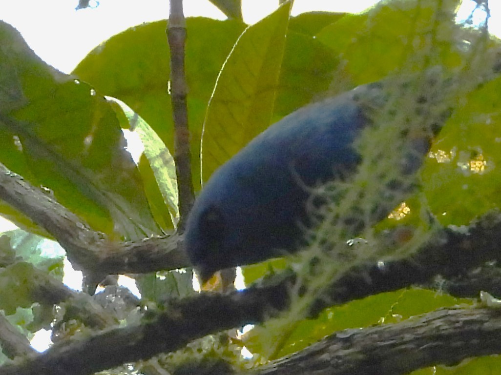 Blue-and-black Tanager - ML642137113