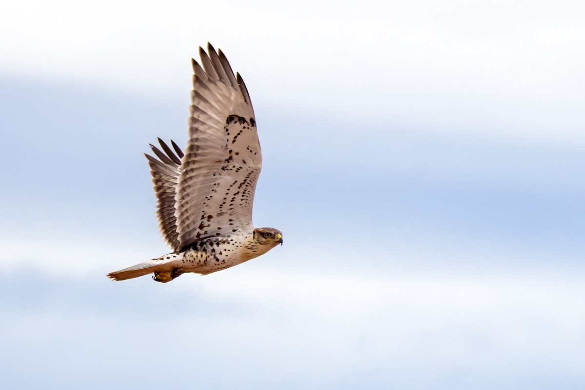 Ferruginous Hawk - ML642137114