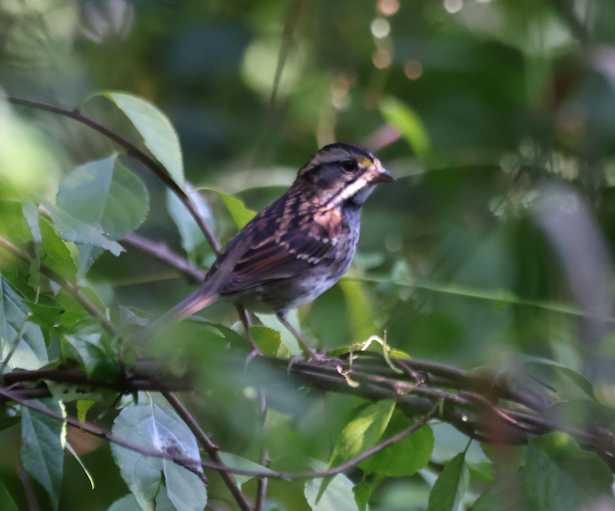 White-throated Sparrow - ML642137117