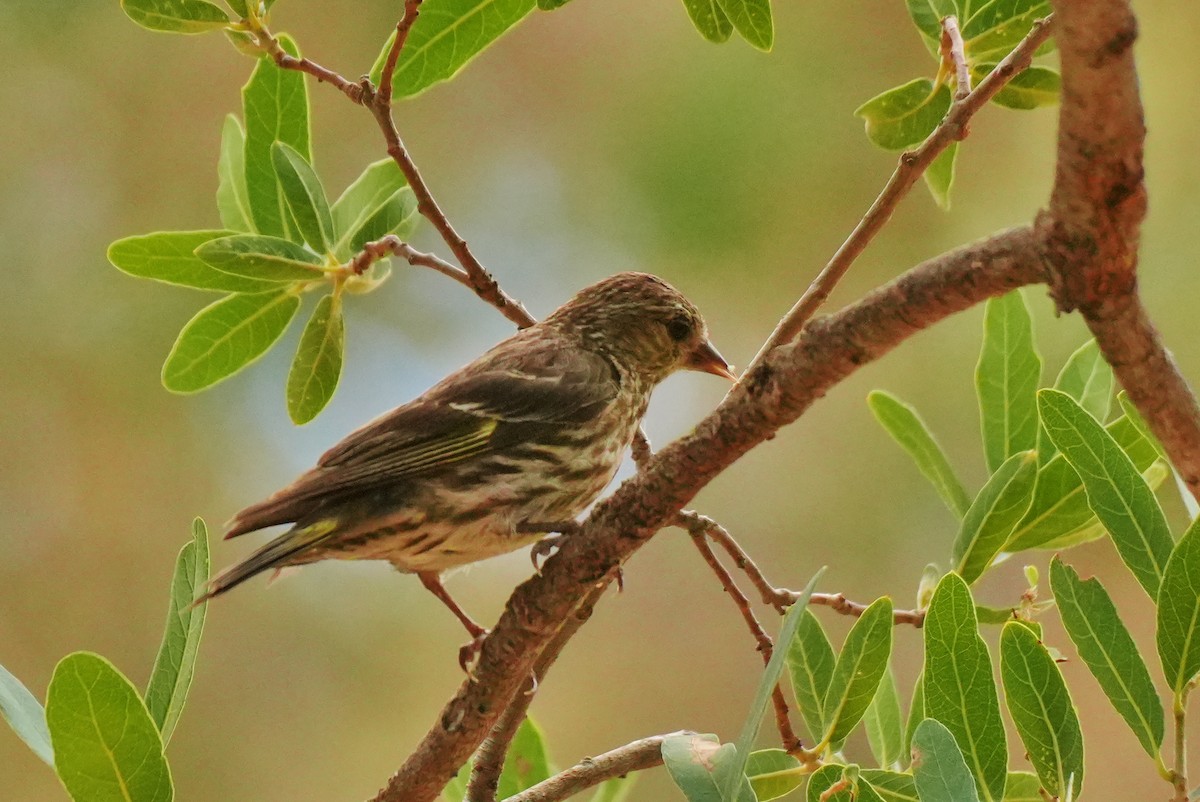 Pine Siskin - ML642137127