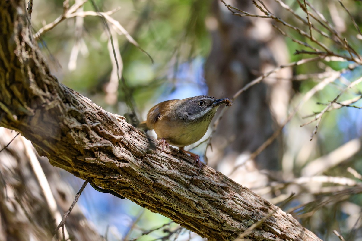 White-browed Scrubwren - ML642137137