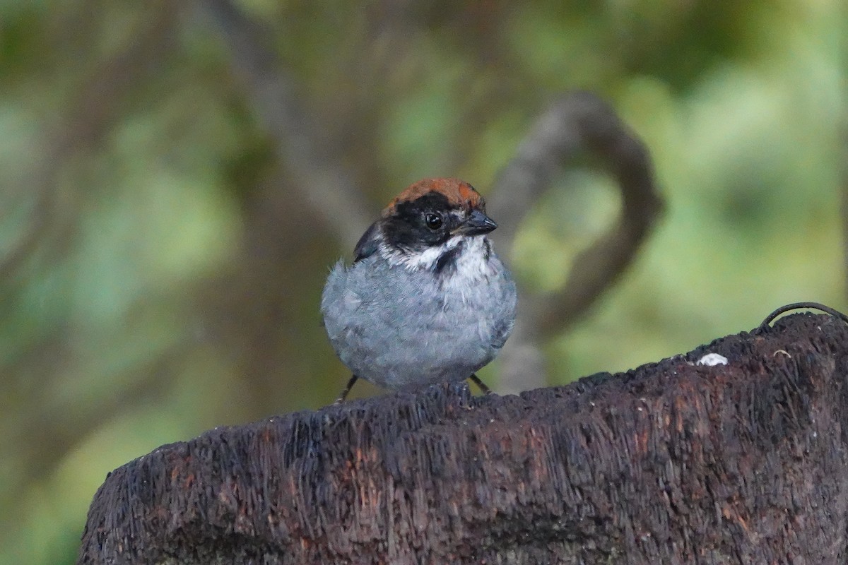 Northern Slaty Brushfinch - ML642137138