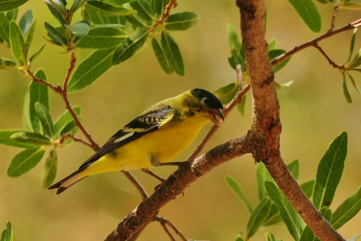 Lesser Goldfinch - ML642137145
