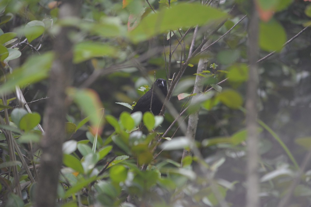 St. Lucia Black Finch - ML642137148