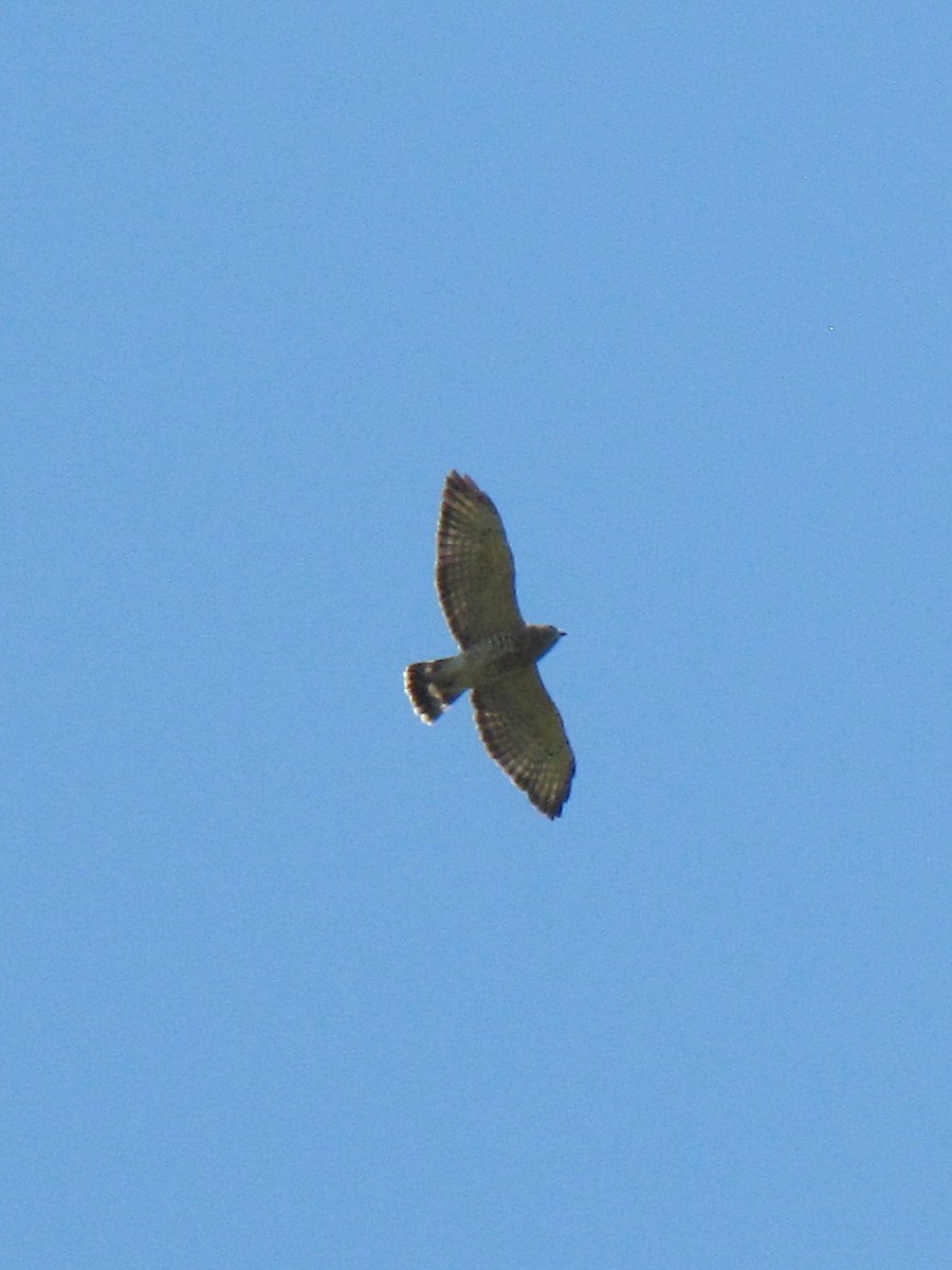 Broad-winged Hawk - ML642137153