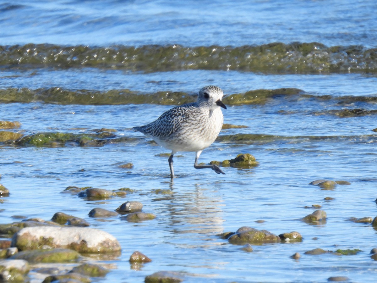 Black-bellied Plover - ML642137155