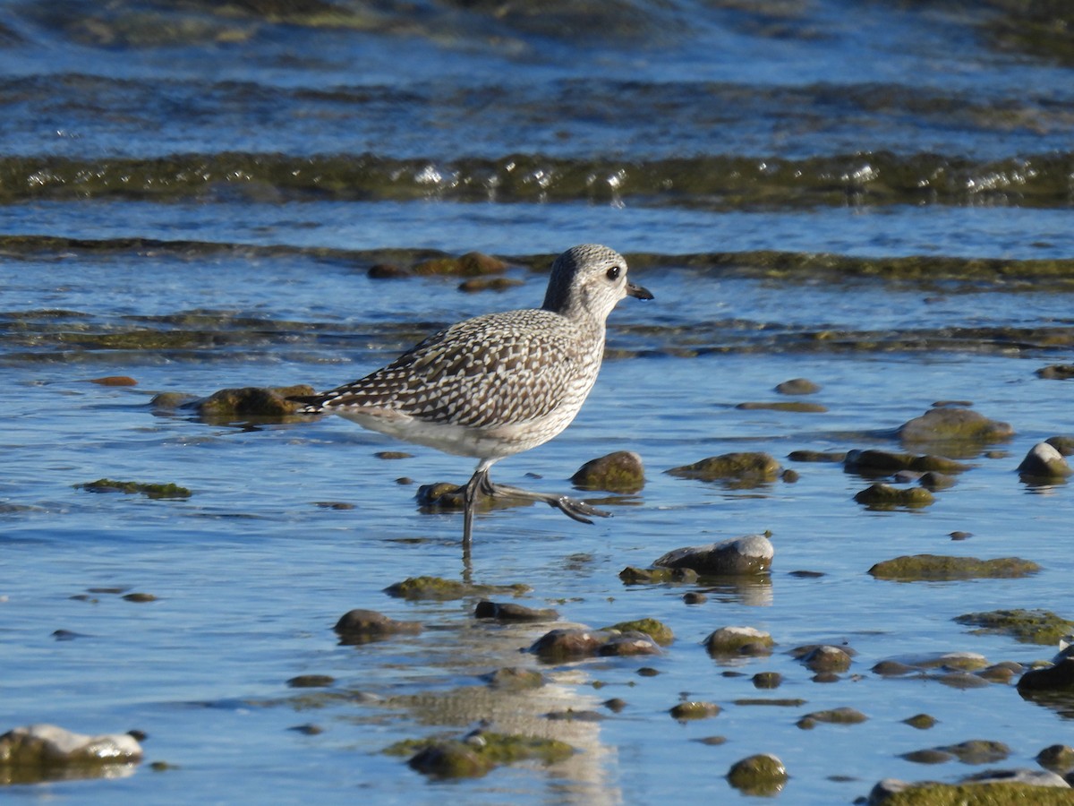 Black-bellied Plover - ML642137156