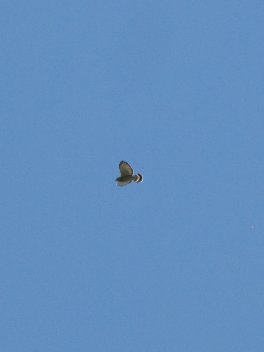 Broad-winged Hawk - ML642137158