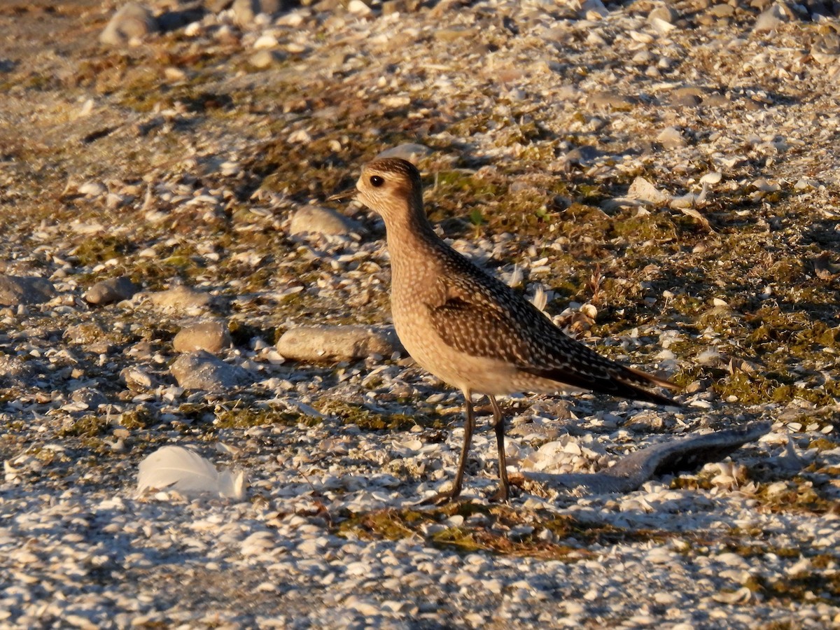 American Golden-Plover - ML642137161