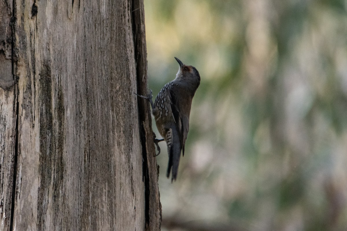 Red-browed Treecreeper - ML642137163