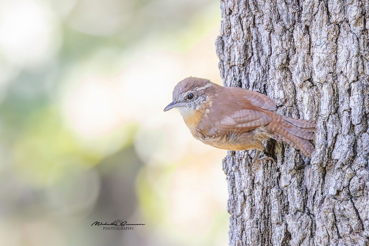 Carolina Wren - ML642137168