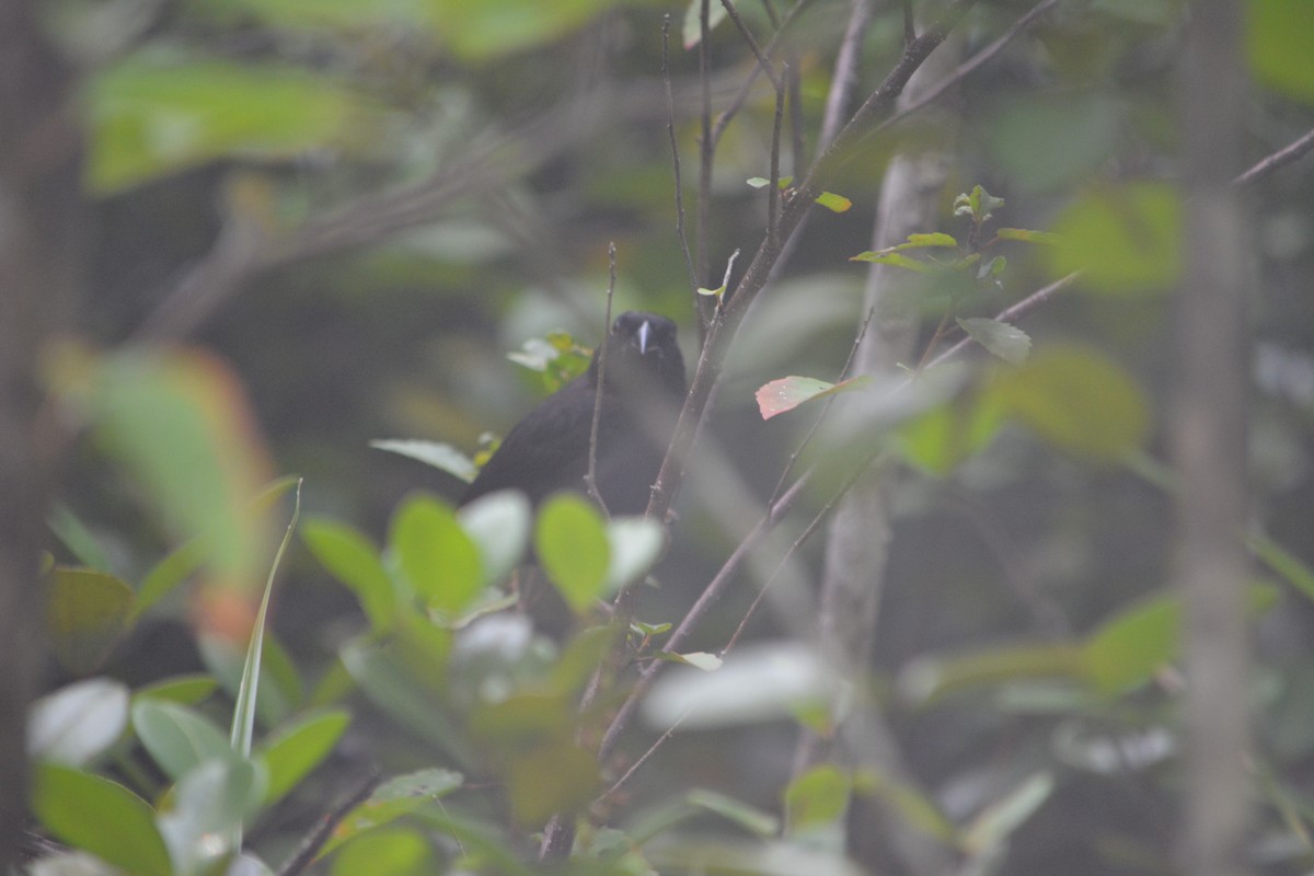 St. Lucia Black Finch - ML642137171