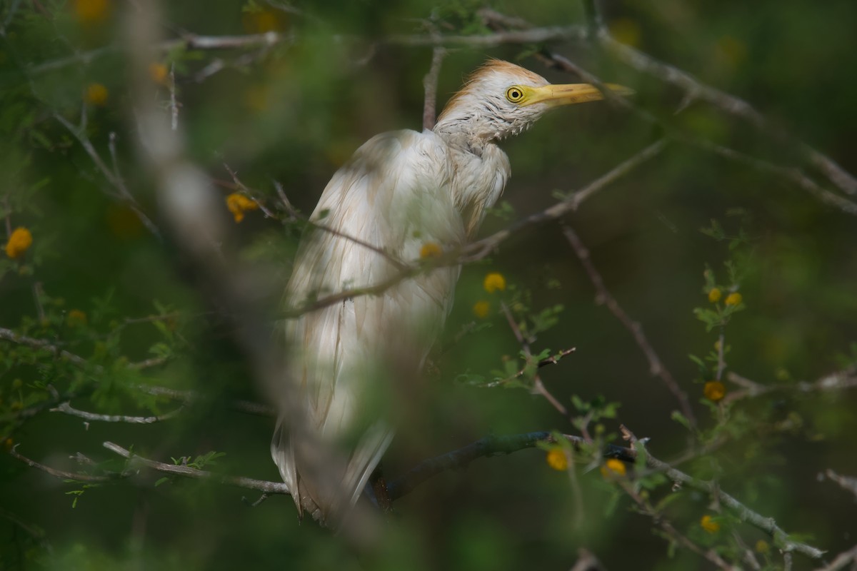 Western Cattle-Egret - ML642137173