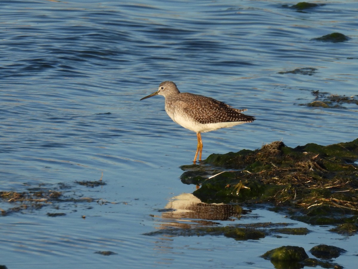 Greater Yellowlegs - ML642137174