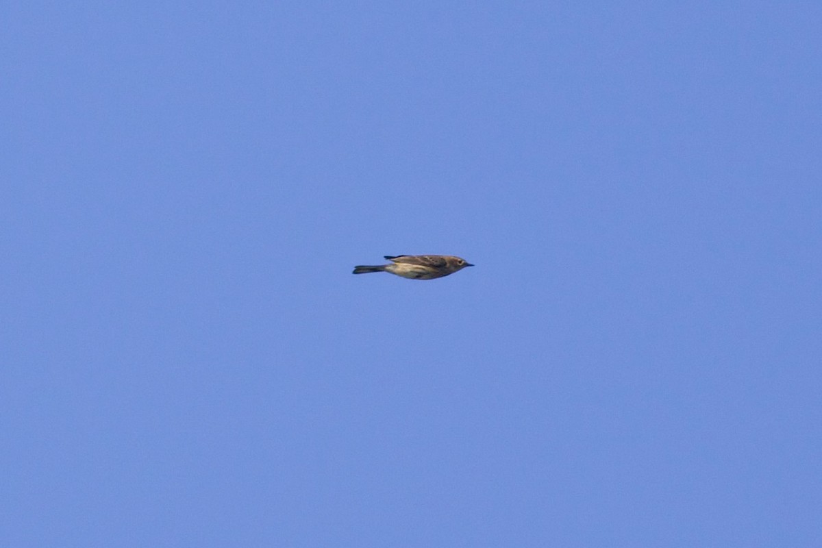 Taçlı Ötleğen (coronata) - ML642137198