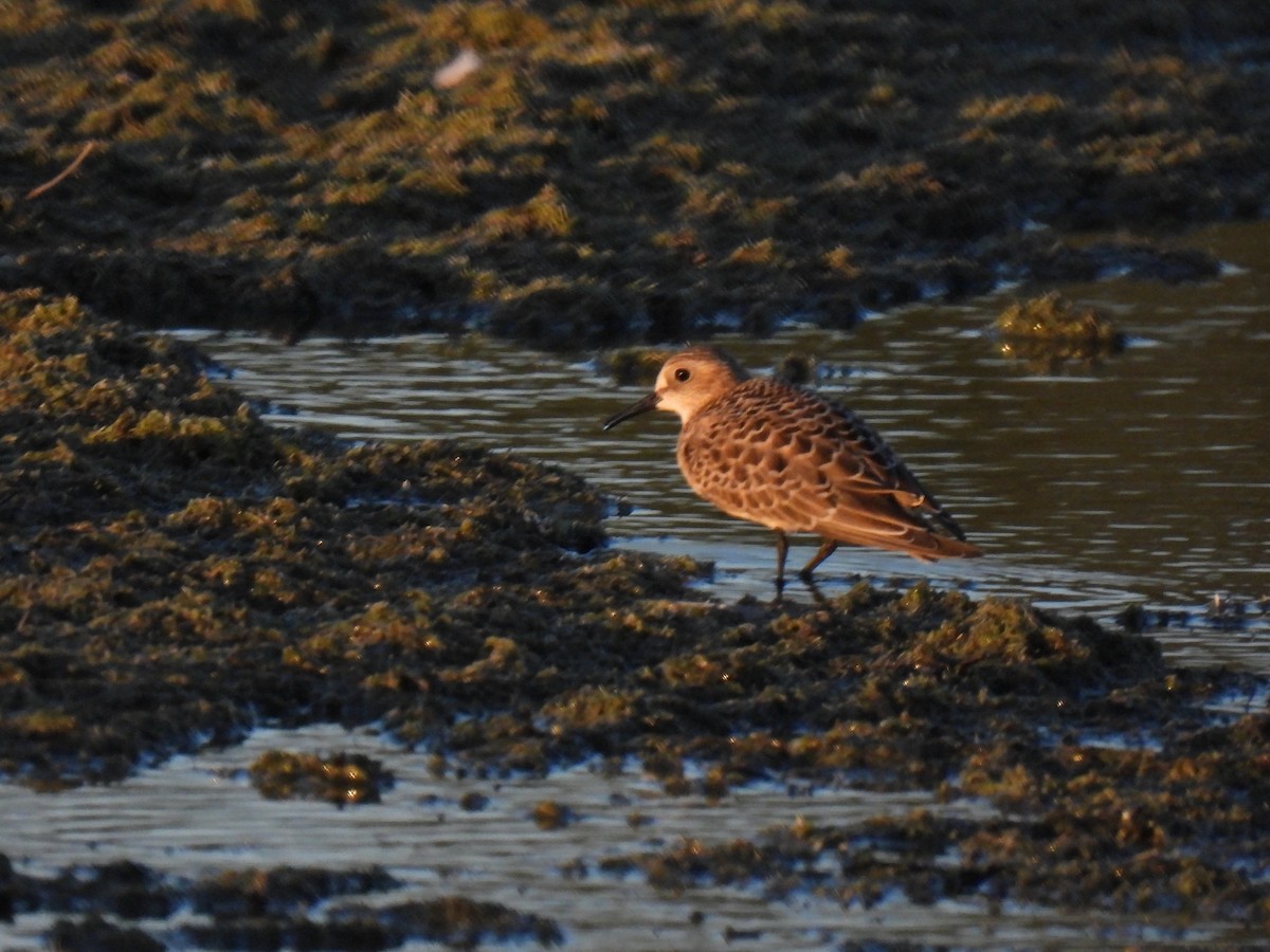 Baird's Sandpiper - ML642137216