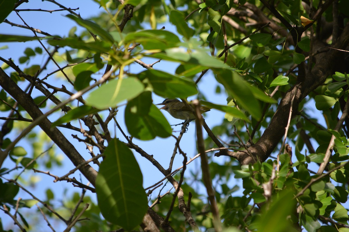 Black-whiskered Vireo - ML642137221