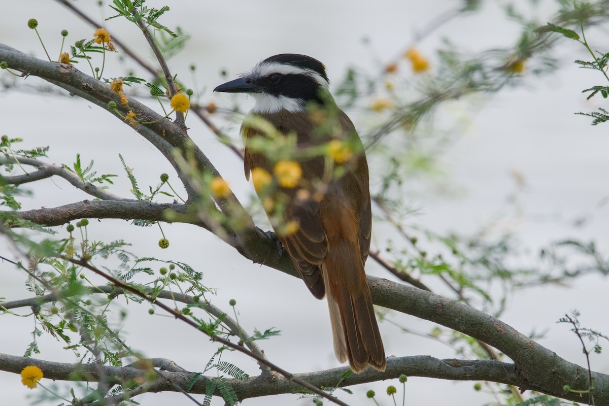 Great Kiskadee - ML642137224