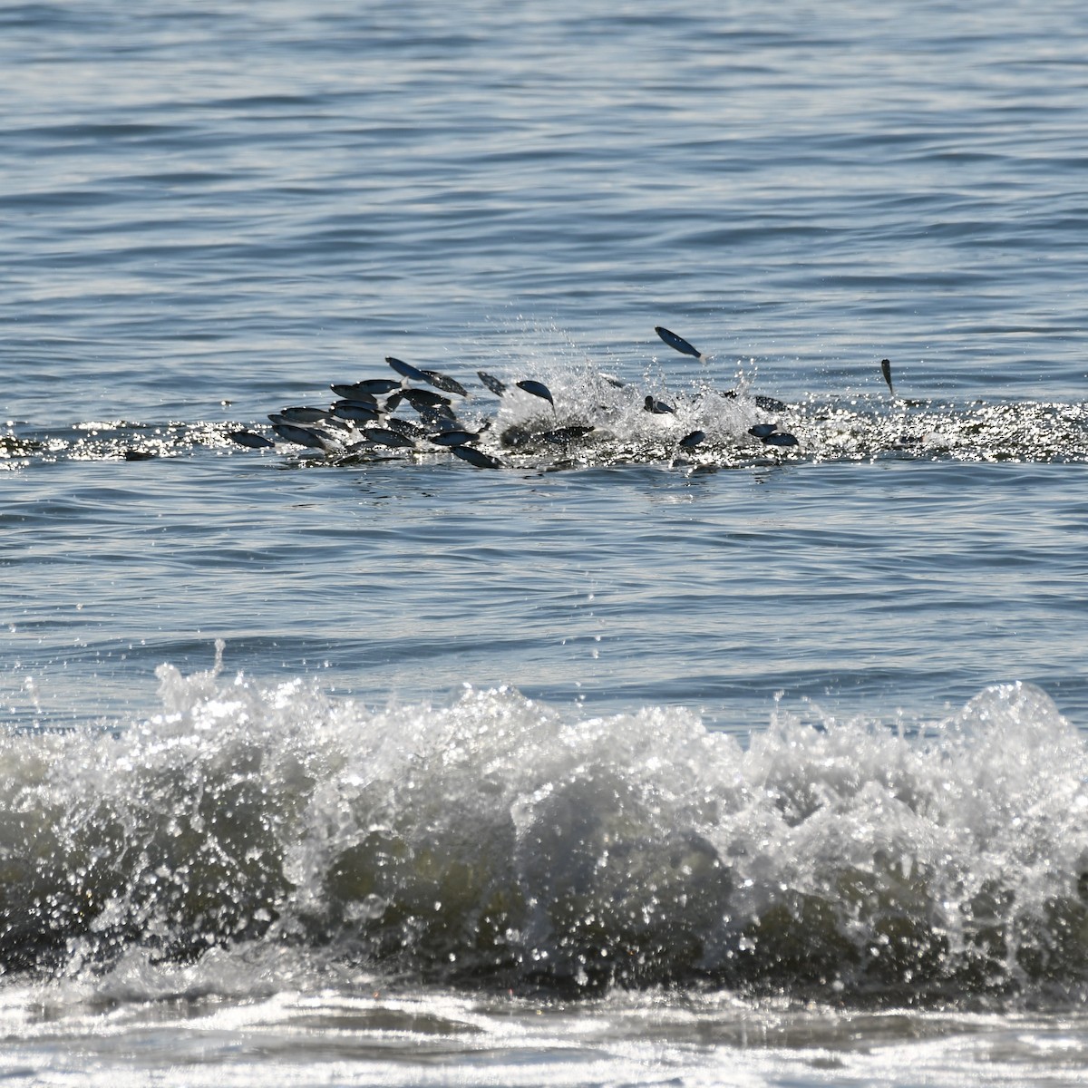 Animals - ML642137226