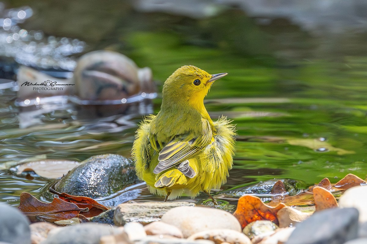 Yellow Warbler - ML642137227