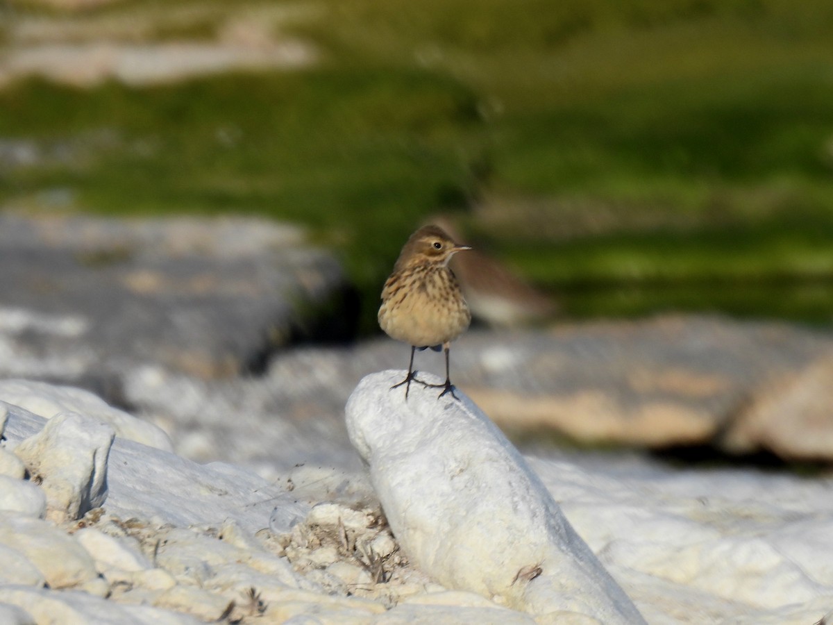 American Pipit - ML642137232