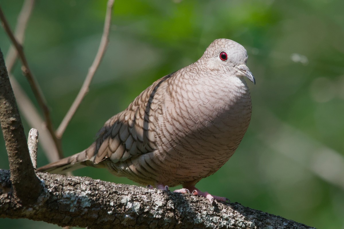 Inca Dove - ML642137236