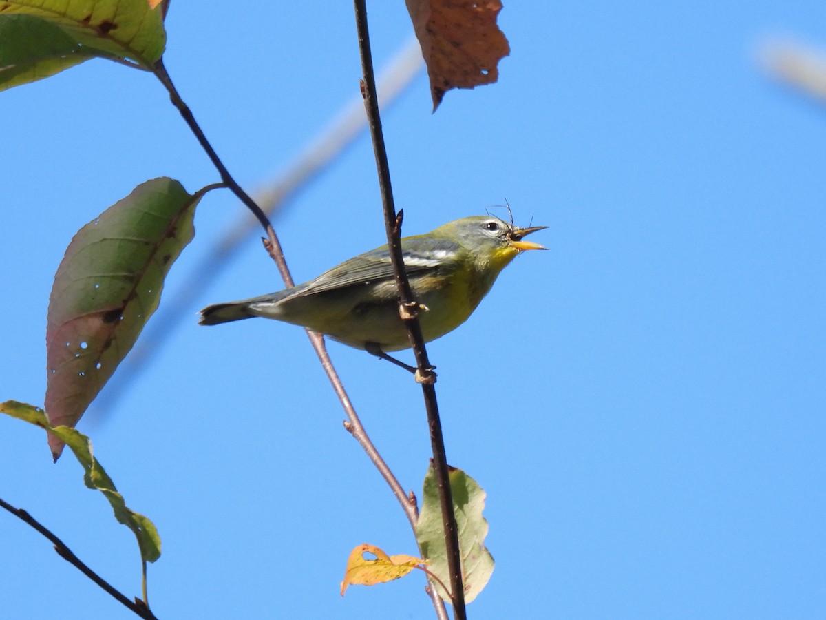 Northern Parula - ML642137241