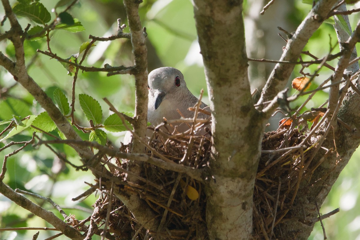 Inca Dove - ML642137243