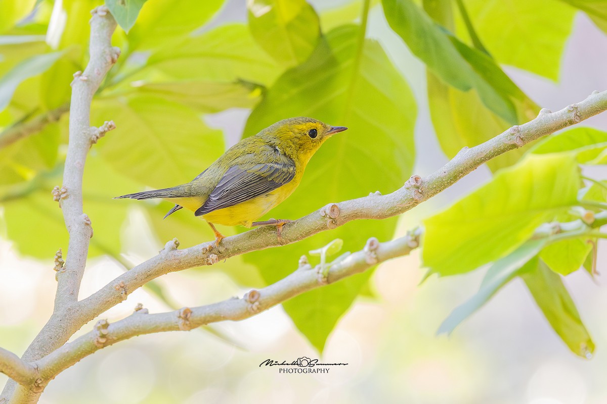 Wilson's Warbler - ML642137247