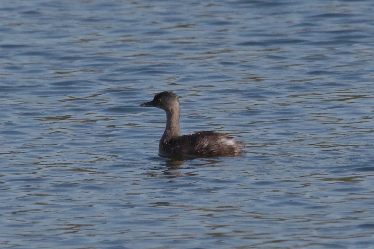 Least Grebe - ML642137252