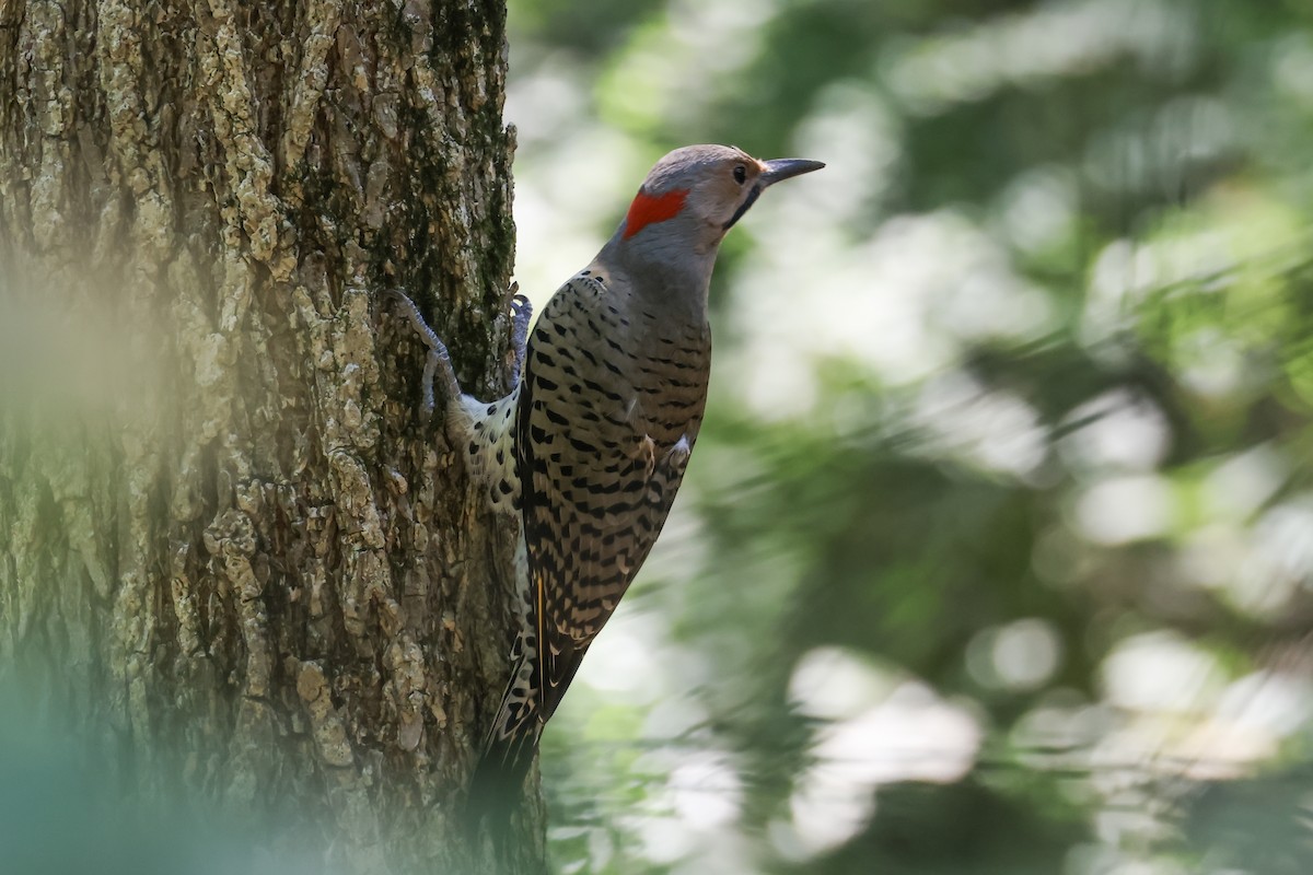 Northern Flicker - ML642137253