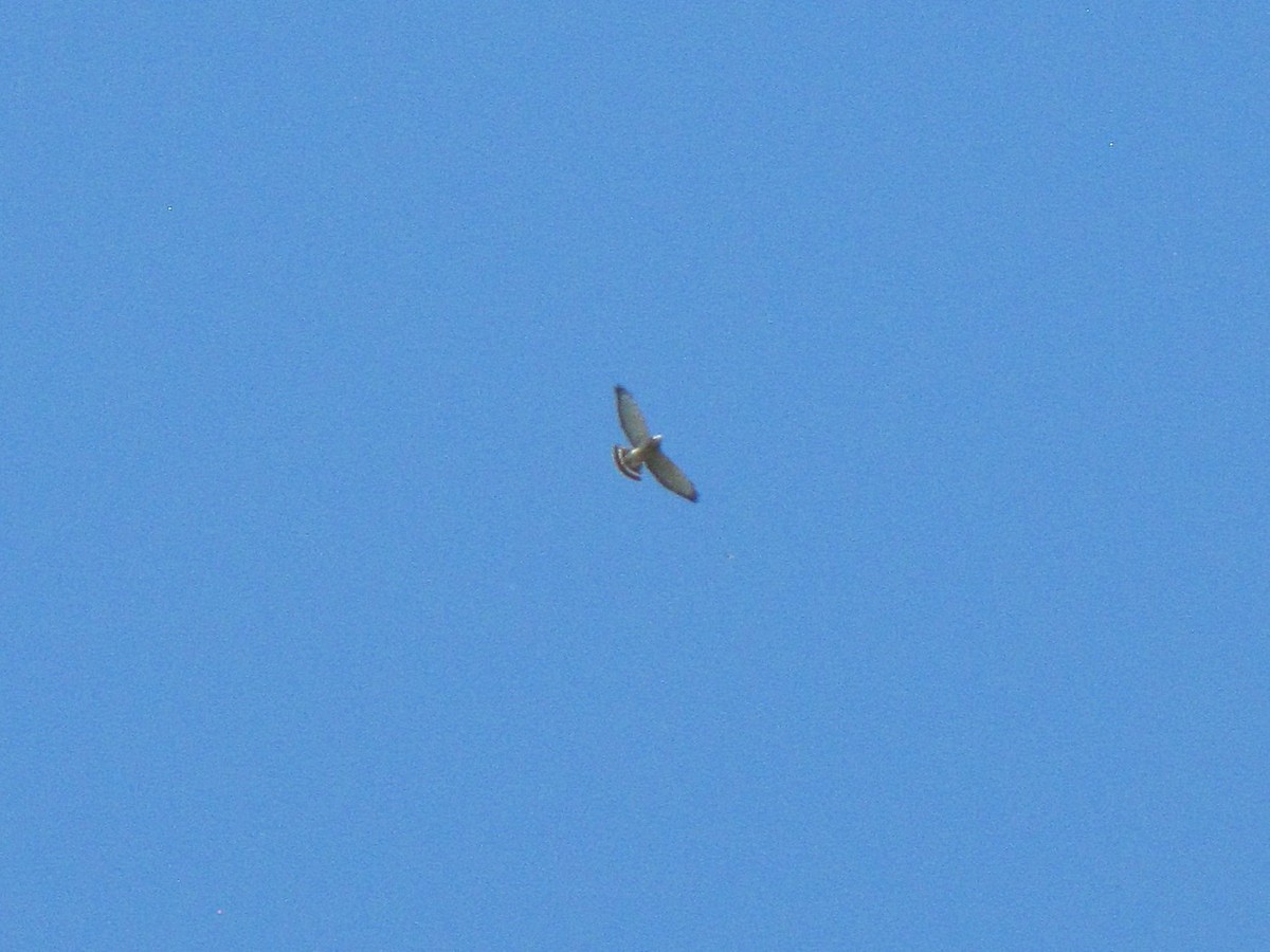 Broad-winged Hawk - ML642137256