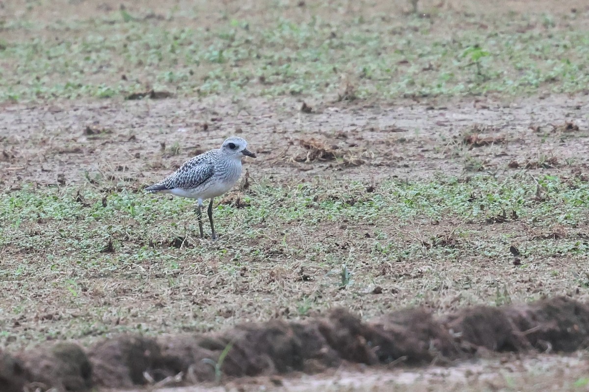 Black-bellied Plover - ML642137257