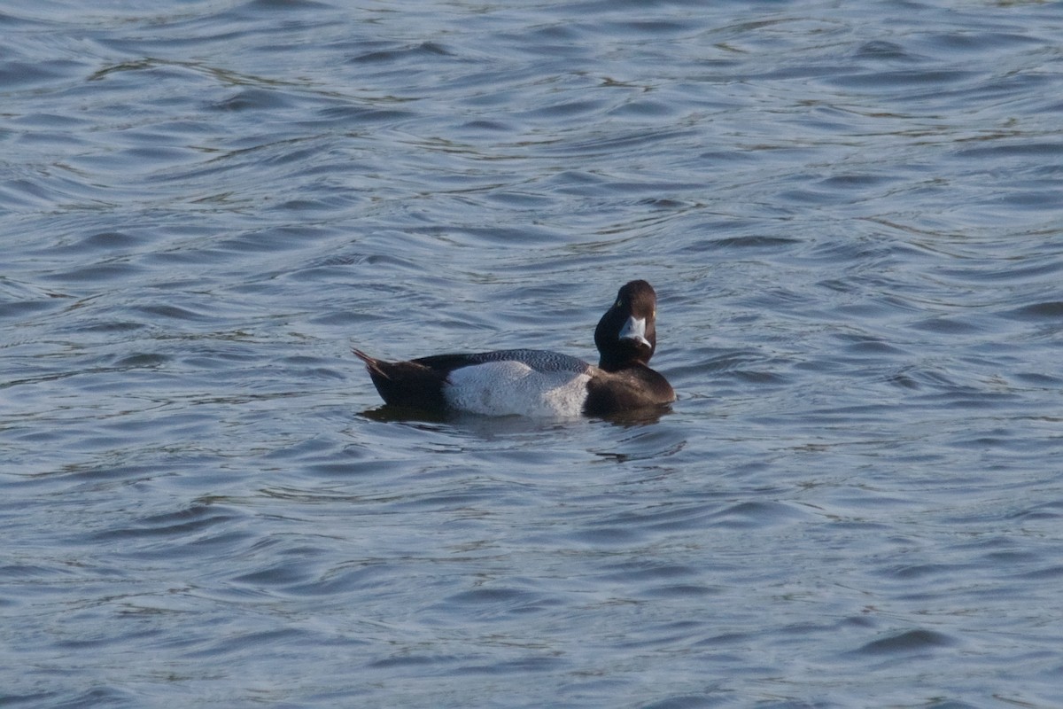 Lesser Scaup - ML642137258
