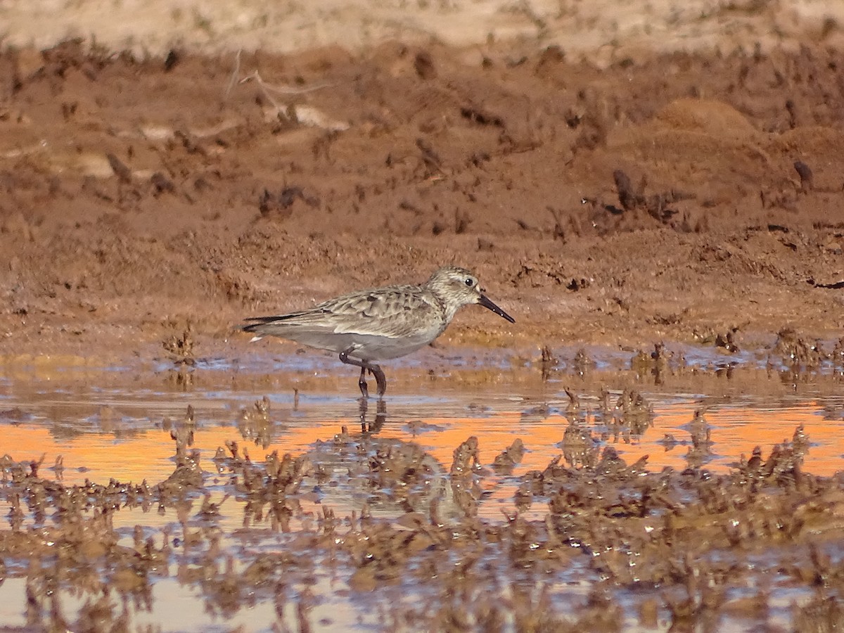 Baird's Sandpiper - ML642137259