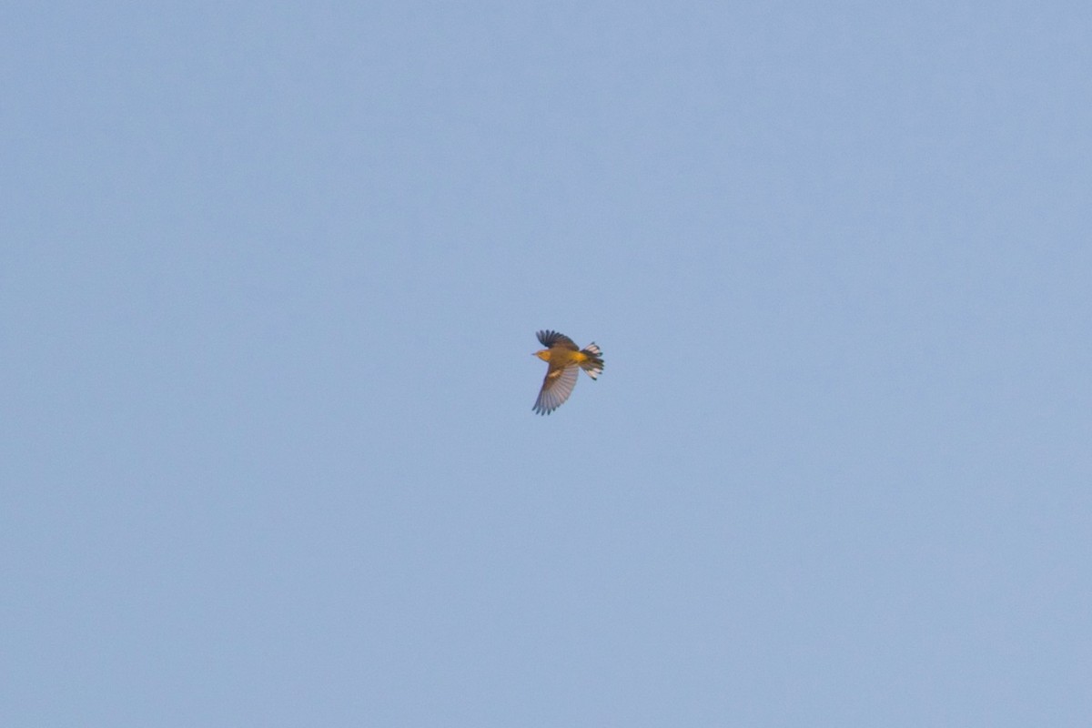 Cape May Warbler - ML642137262