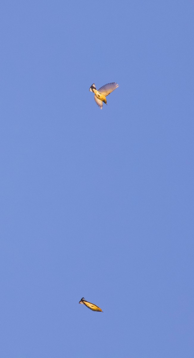 Cape May Warbler - ML642137263