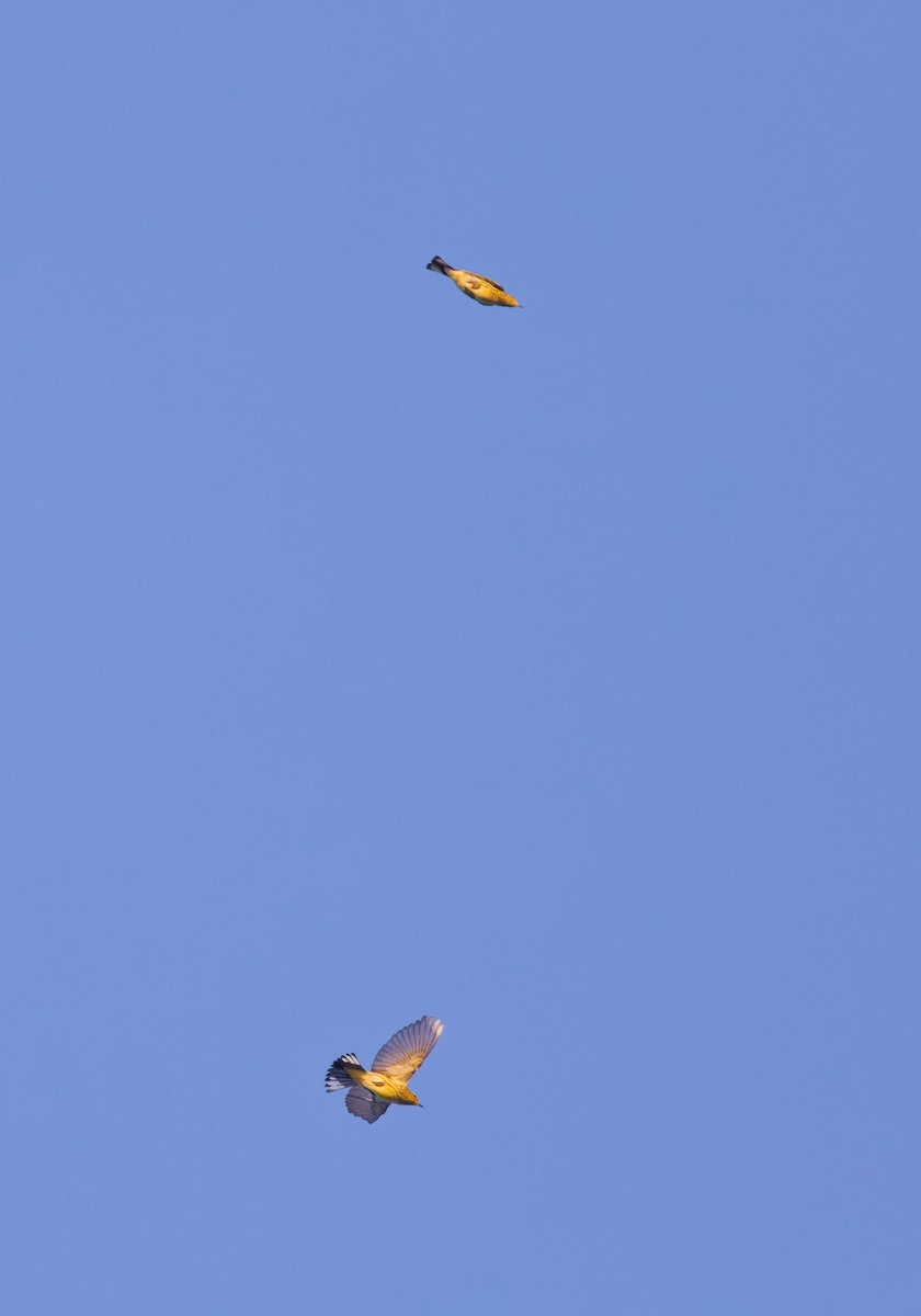 Cape May Warbler - ML642137264