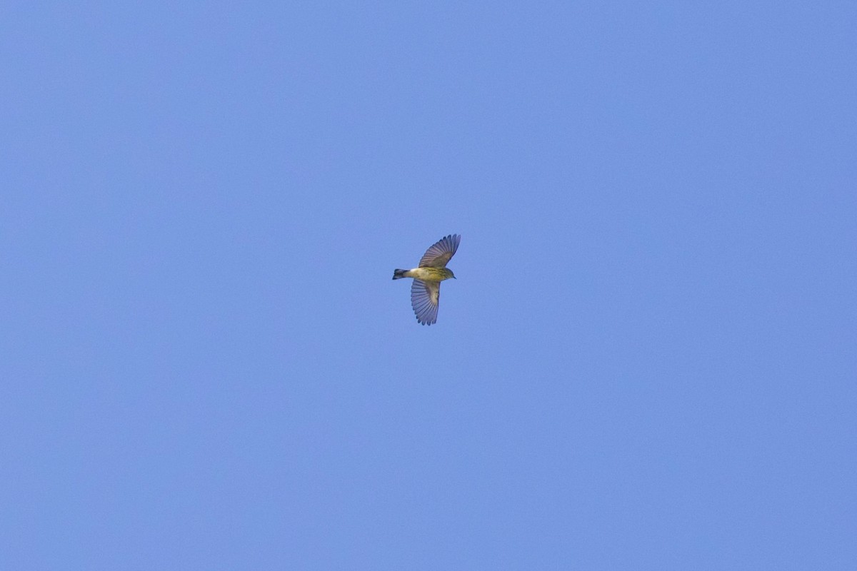 Cape May Warbler - ML642137265