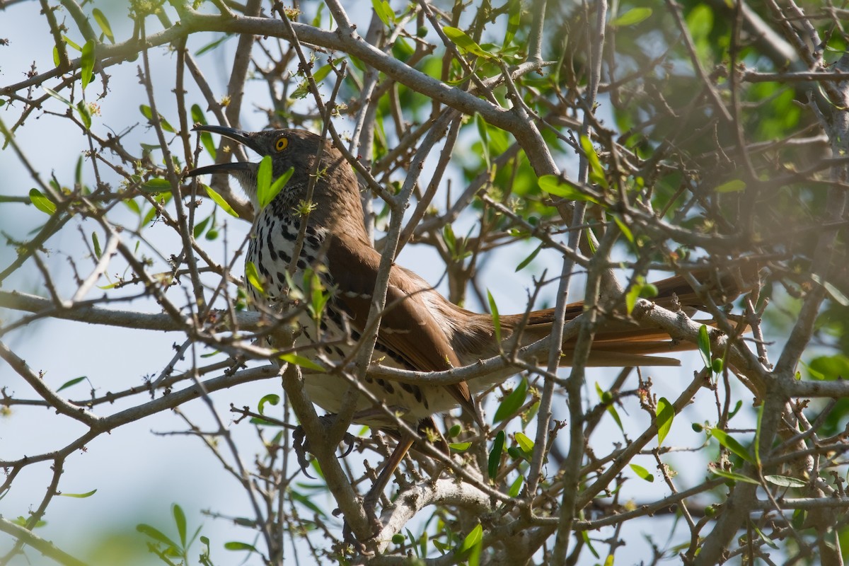 Long-billed Thrasher - ML642137267