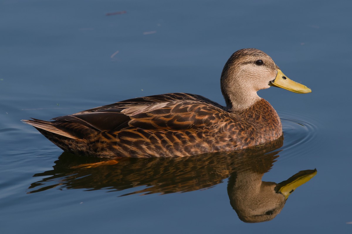 Mottled Duck - ML642137272