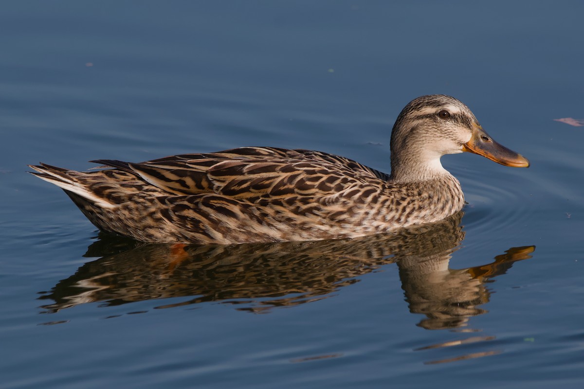Mottled Duck - ML642137274