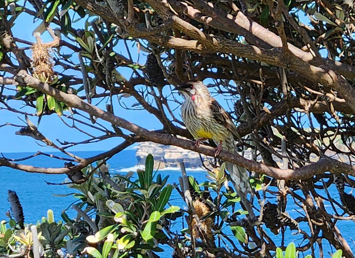 Red Wattlebird - ML642137277