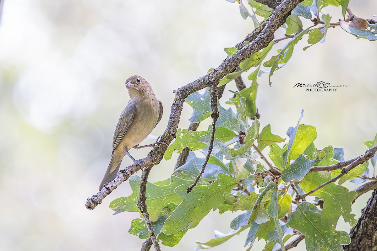Painted Bunting - ML642137278