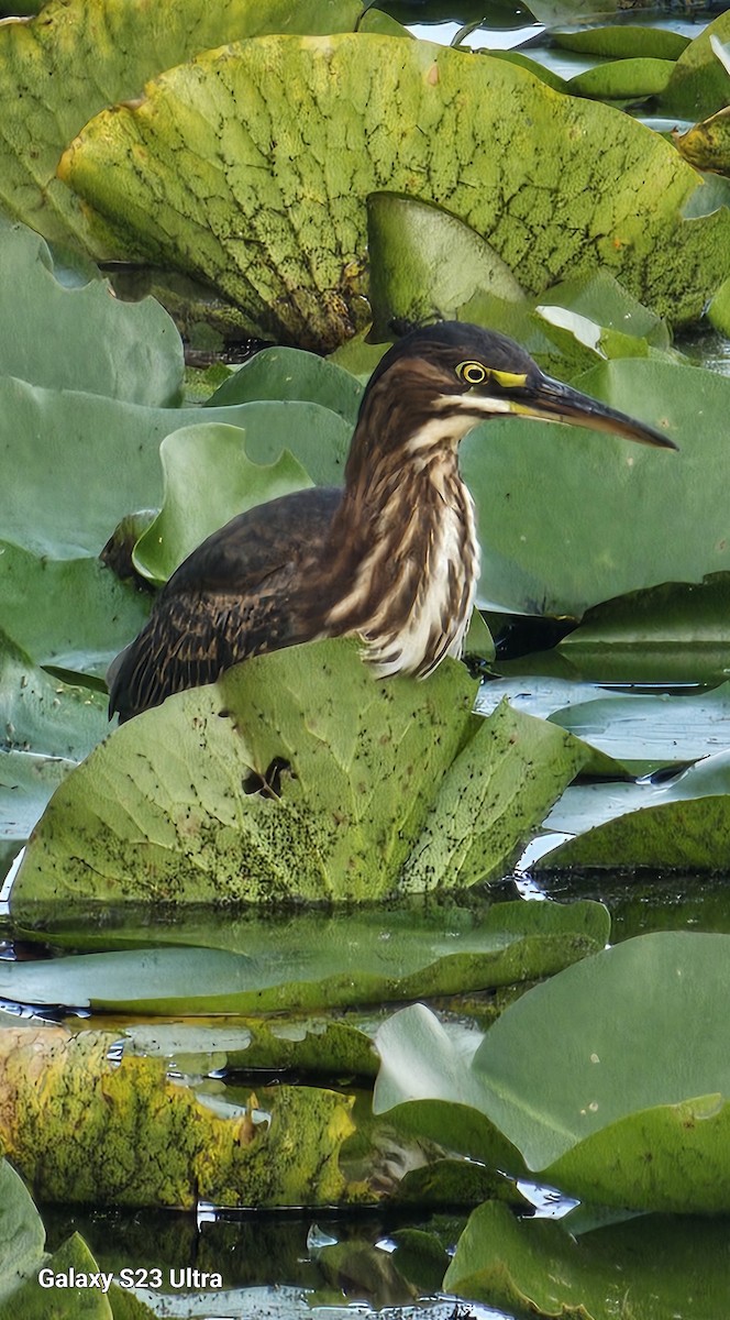Green Heron - ML642137279