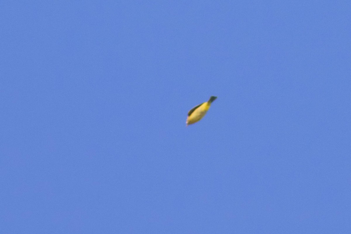Nashville Warbler (ruficapilla) - ML642137280