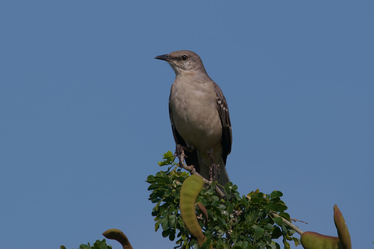 Northern Mockingbird - ML642137281