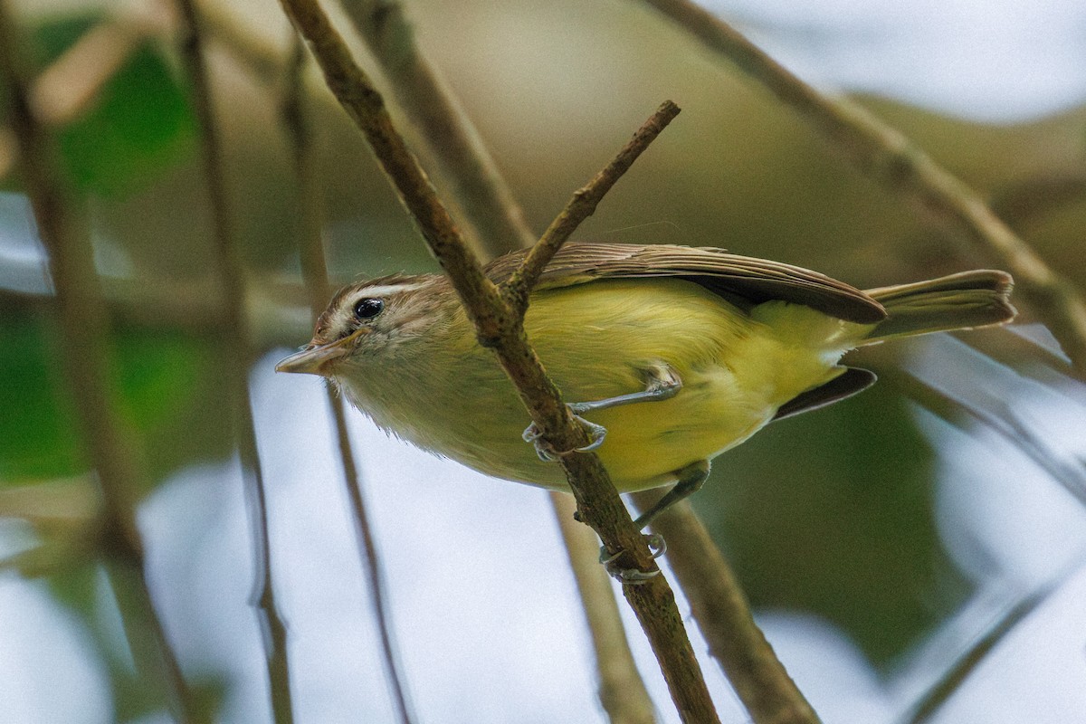 Brown-capped Vireo - ML642137283