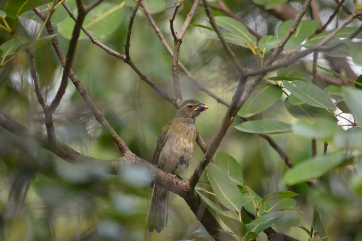 Lesser Antillean Saltator - ML642137286